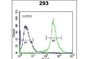 IL-27 Antibody (Center) (ABIN388443 and ABIN2848726) flow cytometric analysis of 293 cells (right histogram) compared to a negative control cell (left histogram). (IL-27 抗体  (AA 57-87))