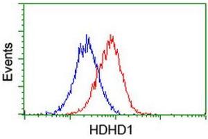Flow cytometric Analysis of Hela cells, using anti-HDHD1 antibody (ABIN2454326), (Red), compared to a nonspecific negative control antibody, (Blue). (HDHD1 抗体)