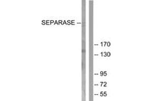 Western blot analysis of extracts from 293 cells, treated with EGF 200ng/ml 30', using SEPARASE (Ab-801) Antibody. (Separase 抗体  (AA 767-816))