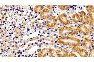 Detection of PTPN13 in Mouse Kidney Tissue using Polyclonal Antibody to Protein Tyrosine Phosphatase, Non Receptor Type 13 (PTPN13) (PTPN13 抗体  (AA 1-161))