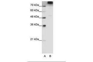 Image no. 1 for anti-Eukaryotic Translation Initiation Factor 3, Subunit B (EIF3B) (C-Term) antibody (ABIN6736206) (EIF3B 抗体  (C-Term))