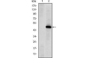 Western blot analysis using PRKDC mAb against HEK293 (1) and PRKDC(AA: 2638-2971)-hIgGFc transfected HEK293 (2) cell lysate. (PRKDC 抗体)