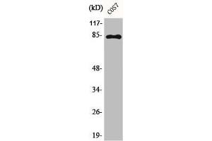 Western Blot analysis of COS7 cells using Phospho-Stat1 (Y701) Polyclonal Antibody