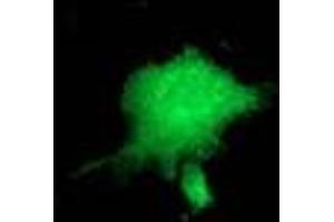 Immunofluorescence (IF) image for anti-Zinc Finger Protein 36, C3H Type, Homolog (Mouse) (ZFP36) antibody (ABIN2734324)