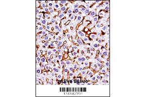 Mouse Mst1r Antibody immunohistochemistry analysis in formalin fixed and paraffin embedded mouse live tissue followed by peroxidase conjugation of the secondary antibody and DAB staining. (MST1R 抗体  (C-Term))