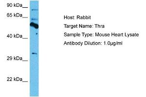 Host: Mouse Target Name: THRA Sample Tissue: Mouse Heart Antibody Dilution: 1ug/ml (THRA 抗体  (Middle Region))
