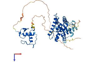 NR2F6 Protein (AA 1-390) (His tag)