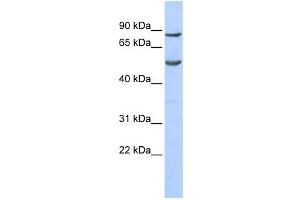 Western Blotting (WB) image for anti-Pogo Transposable Element with KRAB Domain (POGK) antibody (ABIN2458377) (POGK 抗体)