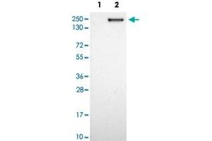 Western blot analysis of Lane 1: Negative control (vector only transfected HEK293T lysate); Lane 2: Over-expression lysate (Co-expressed with a C-terminal myc-DDK tag (~3. (CNTNAP2 抗体)