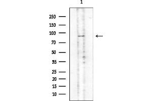 anti-Relaxin/insulin-Like Family Peptide Receptor 1 (RXFP1) (Internal Region) antibody