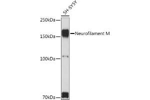 Western blot analysis of extracts of SH-SY5Y cells, using Neurofilament M Rabbit pAb (ABIN7268865) at 1:1000 dilution. (NEFM 抗体  (AA 200-300))