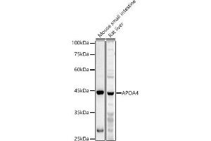 Western blot analysis of extracts of various cell lines, using  antibody (ABIN6131047, ABIN6137000, ABIN6137001 and ABIN6225090) at 1:1000 dilution. (APOA4 抗体  (AA 227-396))