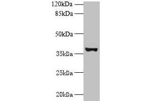 Western blot All lanes: UBLCP1 antibody at 0. (UBLCP1 抗体  (AA 2-318))