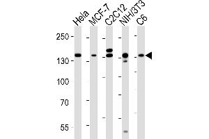 Western blot analysis of lysates from Hela, MCF-7, mouse C2C12, mouse NIH/3T3, rat C6 cell line (from left to right), using RPTOR Antibody (ABIN6243898 and ABIN6577082). (Raptor 抗体  (AA 1005-1329))