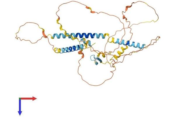 IER5L Protein (AA 1-404) (His tag)