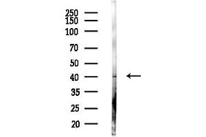 Western blot analysis of lysates from Hela cells(starvation,24h treatment), using ABH Antibody at 1/1000 dilution.