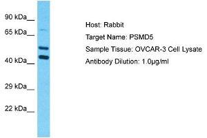 Western Blotting (WB) image for anti-Proteasome (Prosome, Macropain) 26S Subunit, Non-ATPase, 5 (PSMD5) (C-Term) antibody (ABIN2791885)