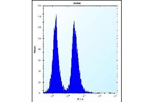 KRT3 Antibody (C-term) (ABIN656363 and ABIN2845661) flow cytometric analysis of Jurkat cells (right histogram) compared to a negative control cell (left histogram). (KRTAP13-3 抗体  (C-Term))