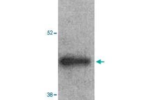 Western Blot analysis of mouse left ventricle heart tissue lysate with ARRB2 polyclonal antibody  at 1:1000 dilution. (Arrestin 3 抗体  (Internal Region))