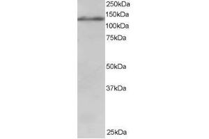 Image no. 1 for anti-Ubiquitin Specific Peptidase 11 (USP11) (AA 951-963) antibody (ABIN297833) (USP11 抗体  (AA 951-963))