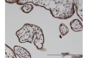 Immunoperoxidase of monoclonal antibody to ILKAP on formalin-fixed paraffin-embedded human placenta. (ILKAP 抗体  (AA 293-392))