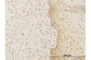 Immunoperoxidase of monoclonal antibody to FKBP4 on formalin-fixed paraffin-embedded human uterine cervix. (FKBP4 抗体  (AA 301-410))