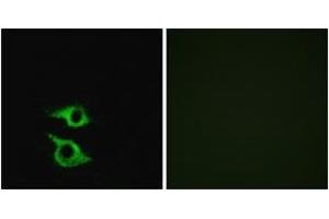 Immunofluorescence (IF) image for anti-Olfactory Receptor, Family 5, Subfamily AP, Member 2 (OR5AP2) (AA 267-316) antibody (ABIN1535836)