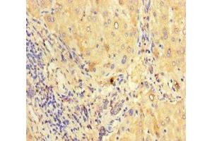 Immunohistochemistry of paraffin-embedded human liver tissue using ABIN7165170 at dilution of 1:100 (CNPY2/MSAP 抗体  (AA 22-182))