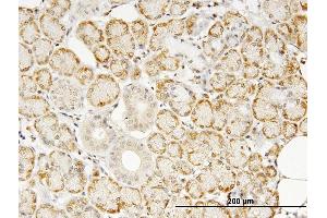 Immunoperoxidase of monoclonal antibody to TNF on formalin-fixed paraffin-embedded human salivary gland. (TNF alpha 抗体  (AA 1-233))