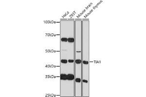 Western blot analysis of extracts of various cell lines, using TI antibody (2517) at 1:1000 dilution. (TIA1 抗体  (AA 1-193))
