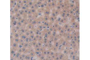 Immunohistochemistry (IHC) image for anti-Endoplasmic Reticulum Protein 29 (ERP29) (AA 42-173) antibody (ABIN5013489)