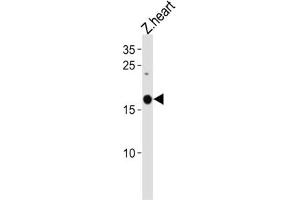 Western Blotting (WB) image for anti-Selenoprotein M (SELM) antibody (ABIN3004720) (SELM 抗体)