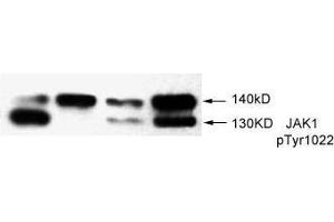 Image no. 1 for anti-Janus Kinase 1 (JAK1) (pTyr1022) antibody (ABIN273479) (JAK1 抗体  (pTyr1022))