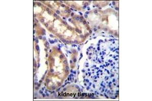 Immunohistochemistry analysis in Formalin Fixed, Paraffin Embedded Human kidney tissue stained with SH2D4A Antibody (N-term) followed by peroxidase conjugation of the secondary antibody and DAB staining. (SH2D4A 抗体  (N-Term))