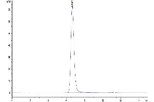 The purity of Human FOLR1 is greater than 95 % as determined by SEC-HPLC. (FOLR1 Protein (AA 25-233) (Fc Tag))
