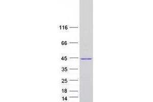 Western Blotting (WB) image for Calcium Binding Protein 39 (CAB39) (Transcript Variant 2) protein (Myc-DYKDDDDK Tag) (ABIN2712996)