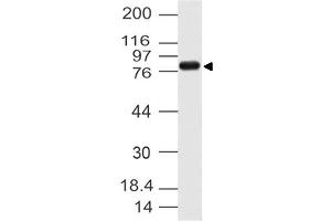 Image no. 1 for anti-Cactin, Spliceosome C Complex Subunit (CACTIN) (AA 320-521) antibody (ABIN5027066) (CACTIN 抗体  (AA 320-521))