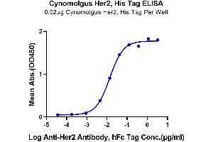 Immobilized Cynomolgus Her2, His Tag at 0. (ErbB2/Her2 Protein (AA 23-652) (His tag))