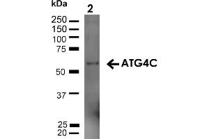 ATG4C 抗体  (N-Term) (Atto 594)