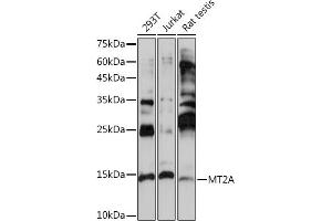 Western blot analysis of extracts of various cell lines, using MT2A Rabbit pAb (ABIN3015841, ABIN3015842, ABIN3015843 and ABIN6219186) at 1:1000 dilution. (MT2A 抗体  (AA 1-61))