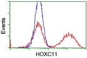 HEK293T cells transfected with either RC201475 overexpress plasmid (Red) or empty vector control plasmid (Blue) were immunostained by anti-HOXC11 antibody (ABIN2454334), and then analyzed by flow cytometry. (HOXC11 抗体)