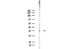 anti-Transcription Elongation Factor A2 (TCEA2) antibody