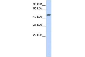 WB Suggested Anti-SULT2B1 Antibody Titration:  0. (SULT2B1 抗体  (C-Term))