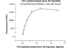 Immobilized A Antibody, Human IgG1 at 2 μg/mL (100 μL/well) can bind Fed Human DLL3, His Tag (ABIN6992359) with a linear range of 0. (DLL3 Protein (AA 27-492) (His tag,FITC))