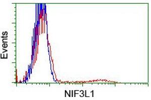 Image no. 8 for anti-NIF3 NGG1 Interacting Factor 3-Like 1 (NIF3L1) antibody (ABIN1496615) (NIF3L1 抗体)