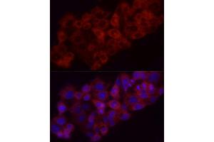 Immunofluorescence analysis of HepG2 cells using Heme Oxygenase 1 (HO-1/HMOX1) Rabbit pAb (ABIN3021906, ABIN3021907, ABIN3021908 and ABIN6217466) at dilution of 1:100 (40x lens). (HMOX1 抗体  (AA 1-288))