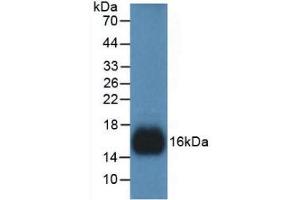 Western blot analysis of recombinant Human REG3g. (REG3g 抗体  (AA 39-175))