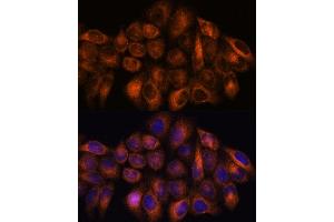 Immunofluorescence analysis of HeLa cells using MMP25 antibody (ABIN7268422) at dilution of 1:100.