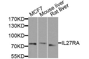 Western blot analysis of extracts of various cell lines, using IL27RA antibody. (IL27 Receptor alpha 抗体  (AA 33-283))