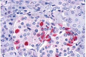 Anti-GIPR antibody  ABIN1048660 IHC staining of human pancreas, islet of Langerhans.